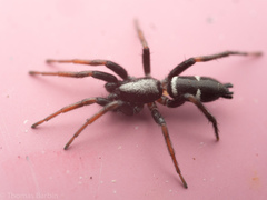Sergiolus