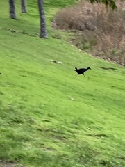 Porphyrio melanotus melanotus