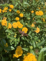 Amphion floridensis