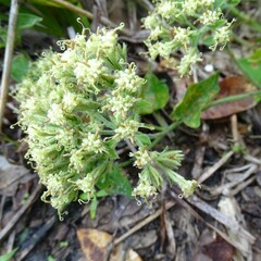 Mikania cordifolia