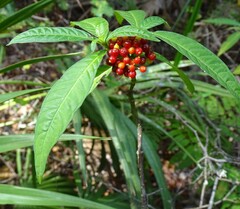 Psychotria tenuifolia