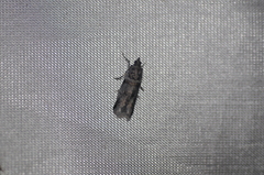 Acrobasis tricolorella