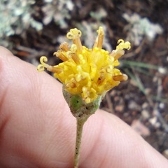 Hymenopappus filifolius lugens