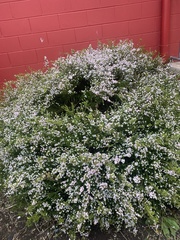 Coleonema pulchellum