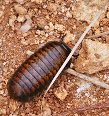 Arthrosphaera