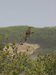 Toxostoma redivivum