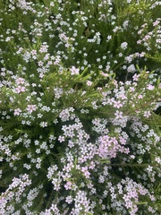 Coleonema pulchellum