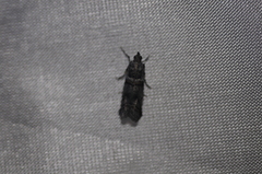 Acrobasis tricolorella