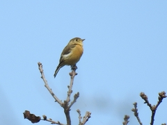 Empidonax fulvifrons