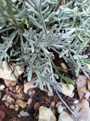 Hymenopappus filifolius lugens