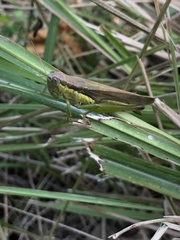 Oxya japonica