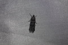 Acrobasis tricolorella