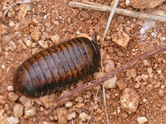 Arthrosphaera