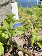 Commelina communis