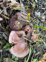 Cortinarius atkinsonianus
