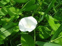 Calystegia sepium sepium
