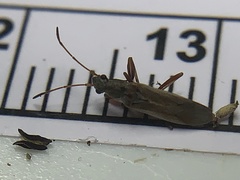 Paromius longulus
