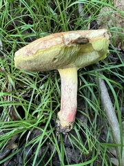 Butyriboletus brunneus