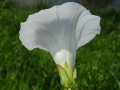 Calystegia sepium sepium