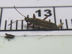 Paromius longulus