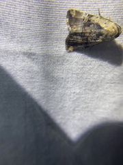 Elaphria chalcedonia