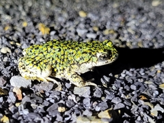 Anaxyrus debilis