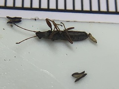 Paromius longulus