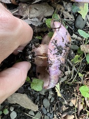 Cortinarius atkinsonianus