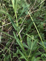 Stachys hyssopifolia