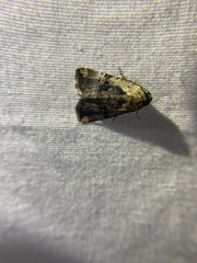 Elaphria chalcedonia