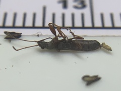 Paromius longulus