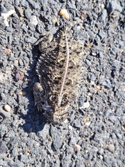 Phrynosoma cornutum