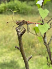 Sympetrum darwinianum