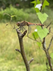 Sympetrum darwinianum