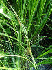 Carex acuta