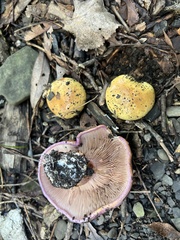 Cortinarius atkinsonianus