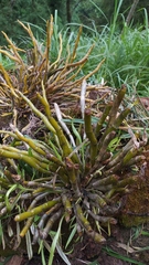 Dendrobium heterocarpum