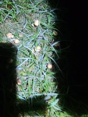 Panaeolus foenisecii