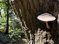 Leucoagaricus americanus