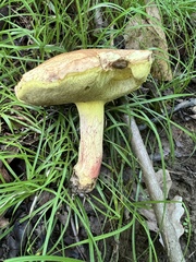 Butyriboletus brunneus