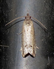 Notocelia culminana