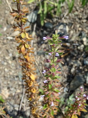 Dracocephalum thymiflorum