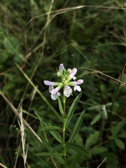 Stachys hyssopifolia