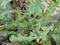 Senecio vulgaris