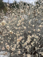 Eriogonum elongatum