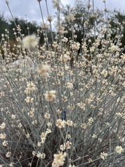 Eriogonum elongatum