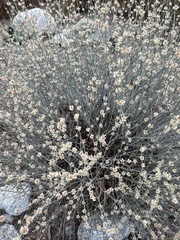 Eriogonum elongatum