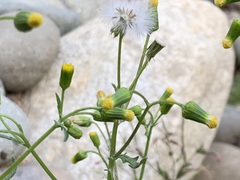 Senecio vulgaris