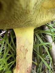 Butyriboletus brunneus
