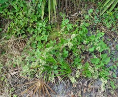 Mikania cordifolia